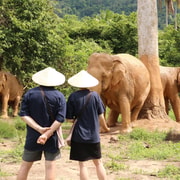 Koh Samui: Ethical Elephant Sanctuary with Elephant Museum Koh Samui: Ethical Elephant Sanctuary with Elephant Museum