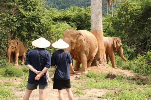 Koh Samui: Ethical Elephant Home Guided Tour with Transfers