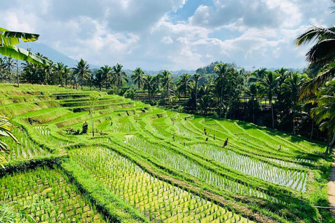 Bali: visite du site de Mengwi Taman Ayun et de la forêt des singes de SangehBali: visite du site de Mengw Taman Ayun et de la forêt des singes de Sangeh