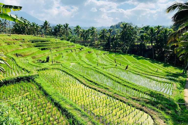 Bali: visite du site de Mengwi Taman Ayun et de la forêt des singes de SangehBali: visite du site de Mengw Taman Ayun et de la forêt des singes de Sangeh