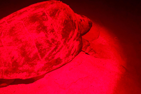 Santiago Island: Turtle Watching Tour with Wildlife Guides