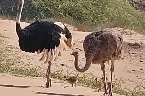 Walvis Bay: Katamaran-Kreuzfahrt und Sandwich Harbour Tour