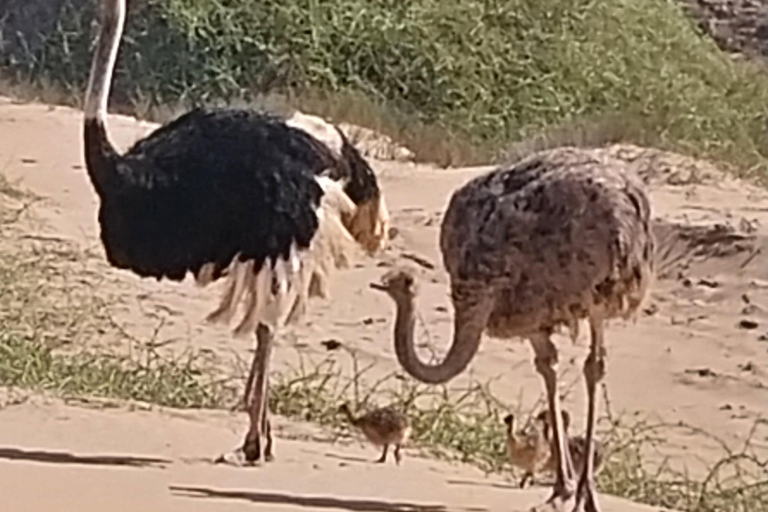 Walvis Bay: Katamaran-Kreuzfahrt und Sandwich Harbour Tour