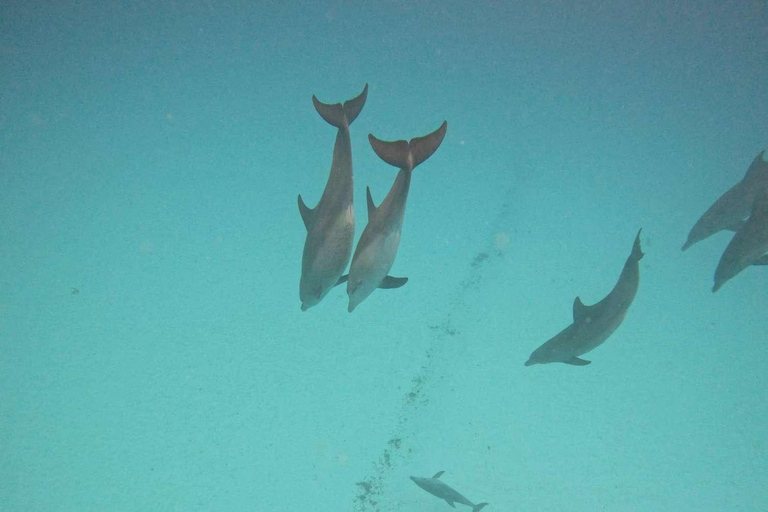 WYCIECZKA MNEMBA DOLPHIN TOUR, AKWARIUM LAGUNA I PLAŻA KENDWA