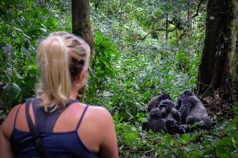 Bwindi: 4 dagars gorillahabitat och vandring i Bwindi