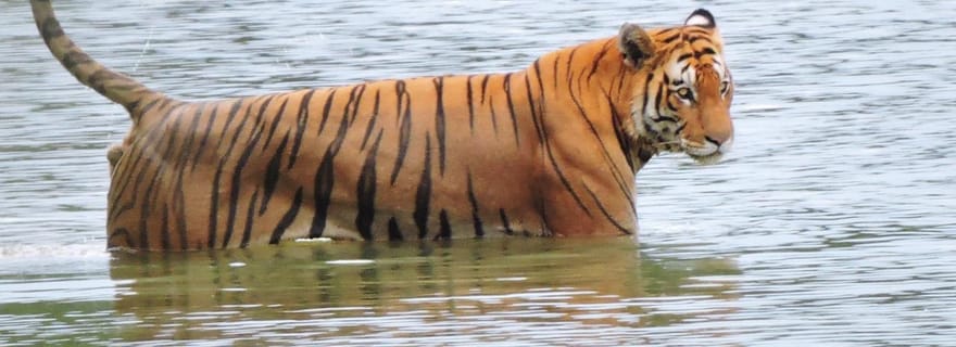 Parc national de Bardia : Circuit de 3 nuits à la découverte des tigres du Népal