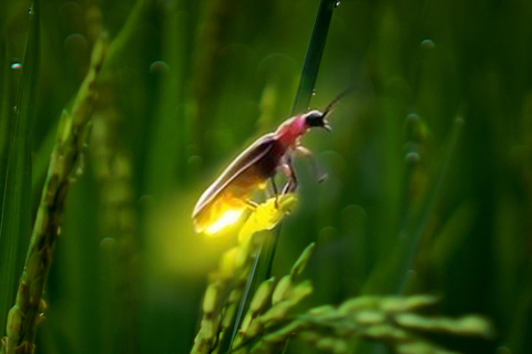 Ubud: Tour noturno do Village Firefly com jantar