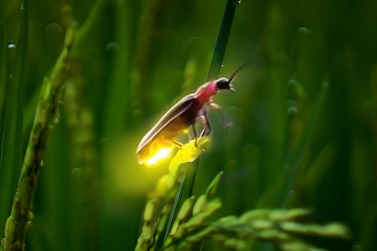 Ubud: Village Firefly Night Tour with Dinner