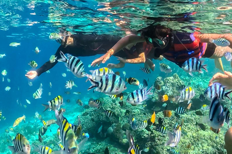 Gili Trawangan: Public Snorkeling Tour with Turtles and BBQ Public Snorkeling Tour with Turtles