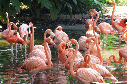 Watervallen, Vogelpark en Macuco Safari: Complete ervaring