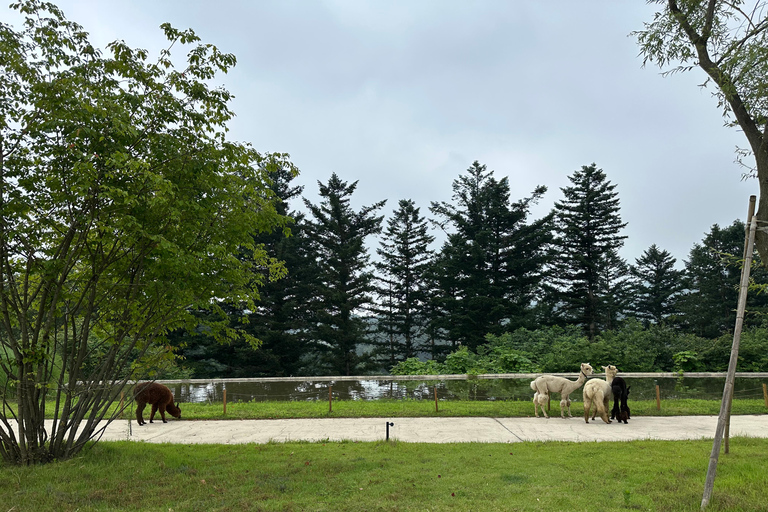 Gyeonggi: Alpaca & Sheep Ranch Admission Ticket in Gapyeong