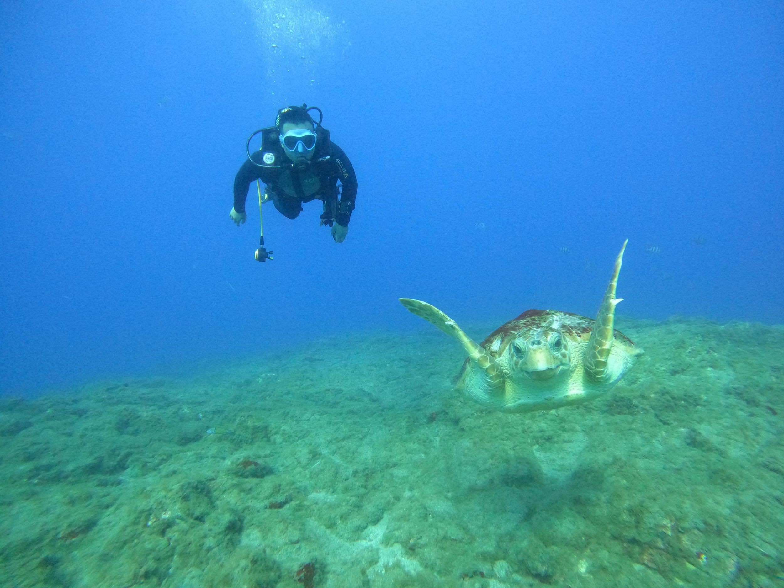 Fun Dive für zertifizierte Taucher auf Teneriffa