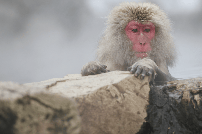 From Tokyo & Nagano: Snow Monkey Private Customizable Tour