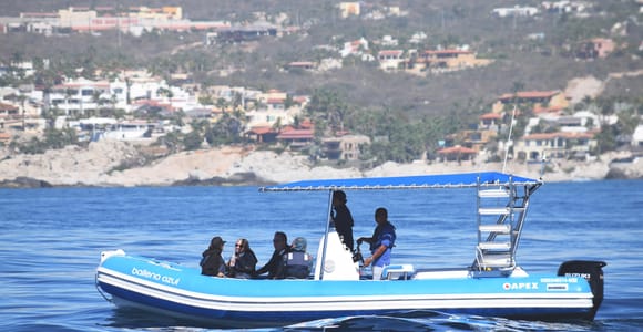 Whale Watch Cabo: Zodiac Whale Adventure - FREE Photos