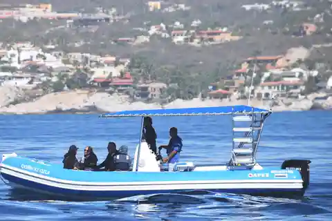 Whale Watch Cabo: Zodiac Whale Adventure - FREE Photos