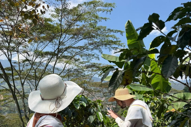 Medellín : Tournée des cafés dans les montagnes