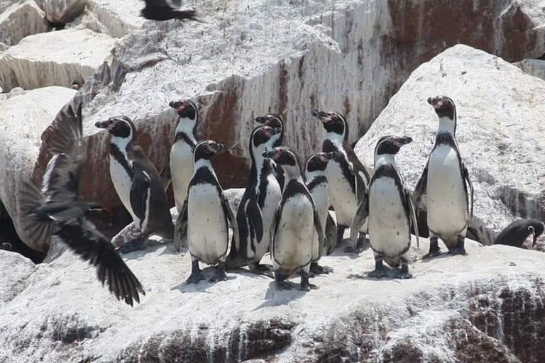 Lima: Trasferimento + Paracas + HuacachinaLima: Trasferimento + Paracas+ Huacachina