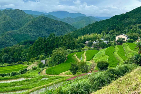 Guided Wakayama Heritage & Forest Trails with Hotel Pickup