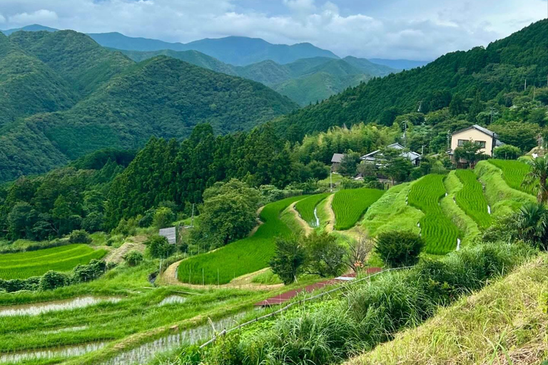 Guided Wakayama Heritage & Forest Trails with Hotel Pickup