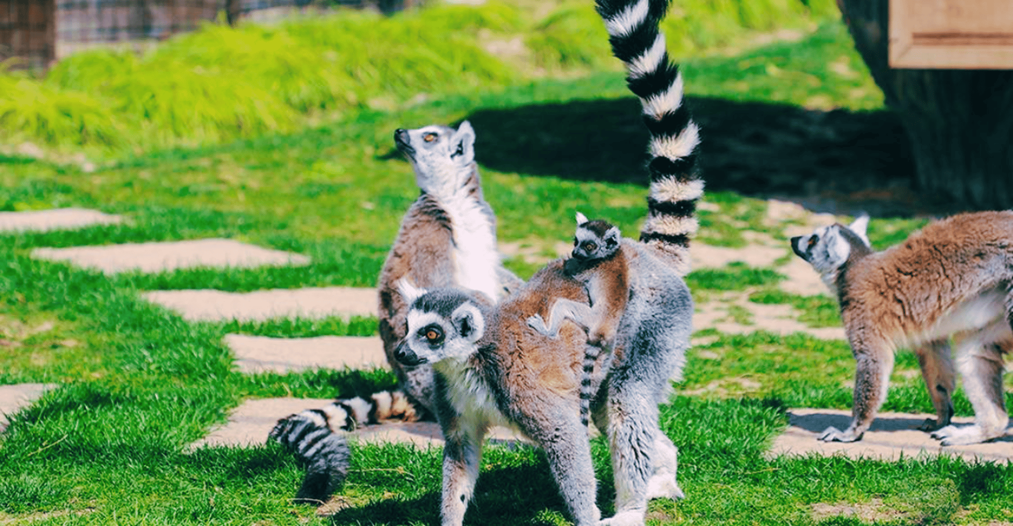 Shanghai: Wild Animal Park Ticket photo 12