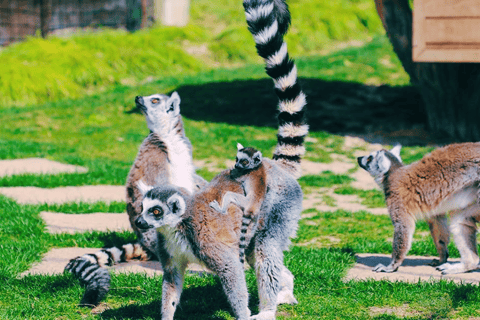 Xangai: Ingresso para o Parque dos Animais Selvagens