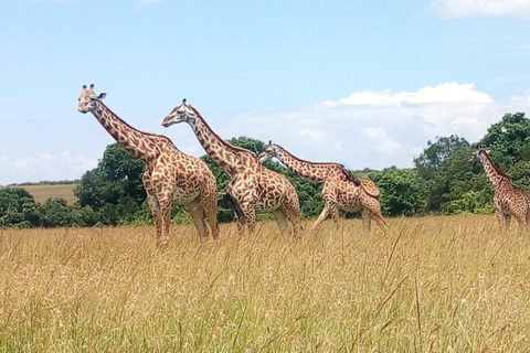 Mombasa/Diani: 3 Days Private Tsavo East & West Safari