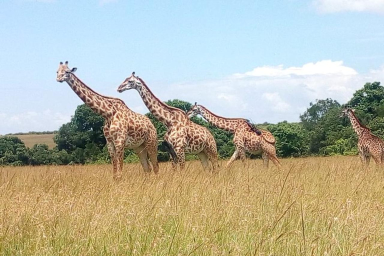 Mombasa/Diani: 3 Days Private Tsavo East & West Safari