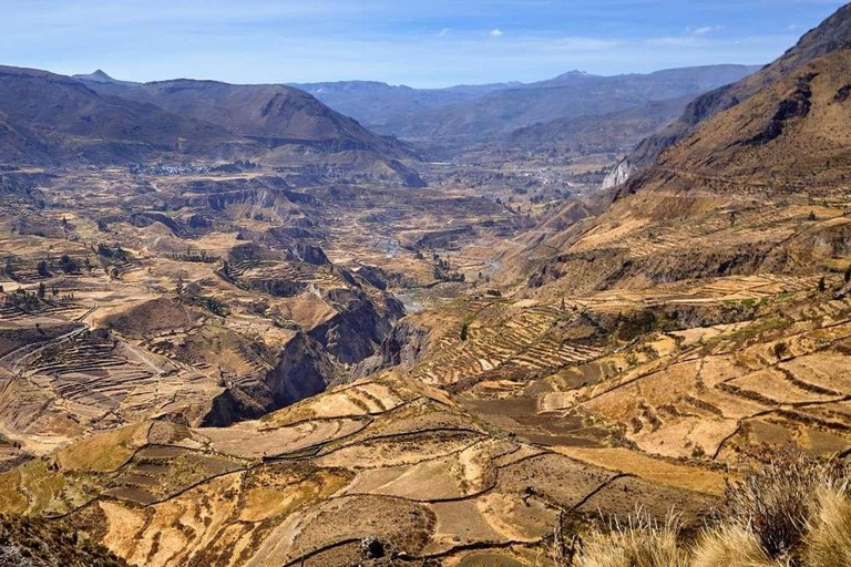 Heldag vid Colca + Transfer till Puno