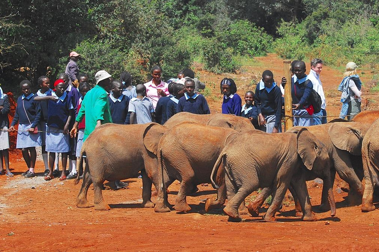 Tagestour zum David Sheldrick Elephant Orphanage Trust und Gir