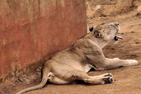 Mombasa: City Tour, Tsavo East Safari, and Beach Walk