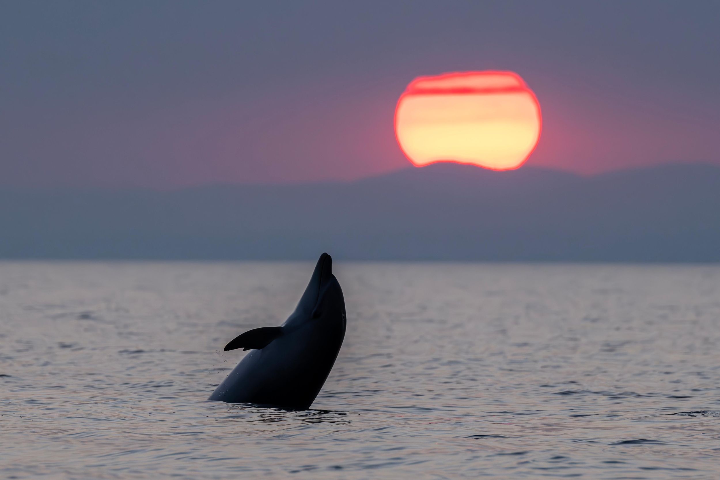 Katamaran Picardie: Delfinbeobachtung in Grau-du-Roi