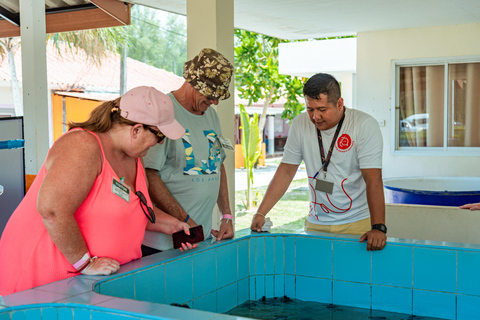 Phuket: świątynia, pomnik ofiarom tsunami, centrum żółwi i słoniePhuket: Temple, Tsunami Memorial, Turtle Center &amp; Elephant