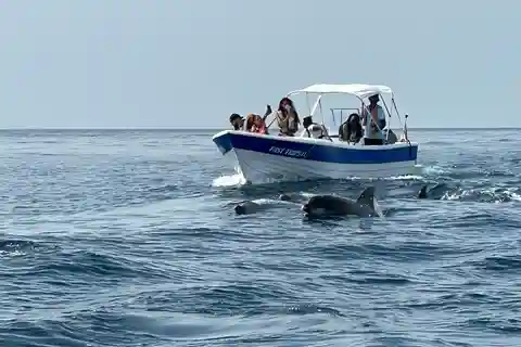 Olhão- Safari Observation des dauphins et autres espèces