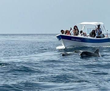 Olhão - Safári observando golfinhos e outras espécies