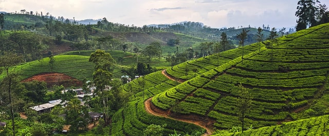 Kandy: Pekoe Trail Stage 2 Guided Hike (Galaha-Loolecondera)