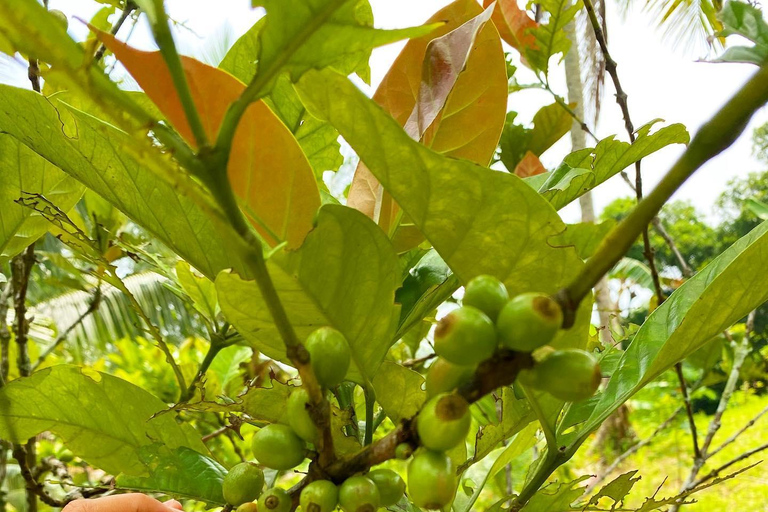 TAGAYTAY :Coffee Experience Amadeo Farm Tour & Tasting