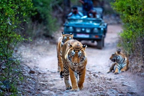 Z Delhi: Wycieczka 1-dniowa do Parku Narodowego Ranthambore z safari