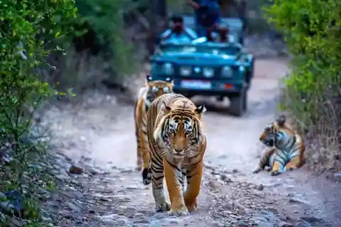 From Delhi: 4-Day Golden Triangle & Ranthambore Guided Tour