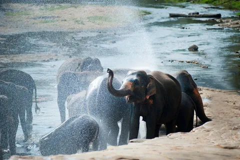 Visita del Taj Mahal all'alba e avventura Wildlife SOS