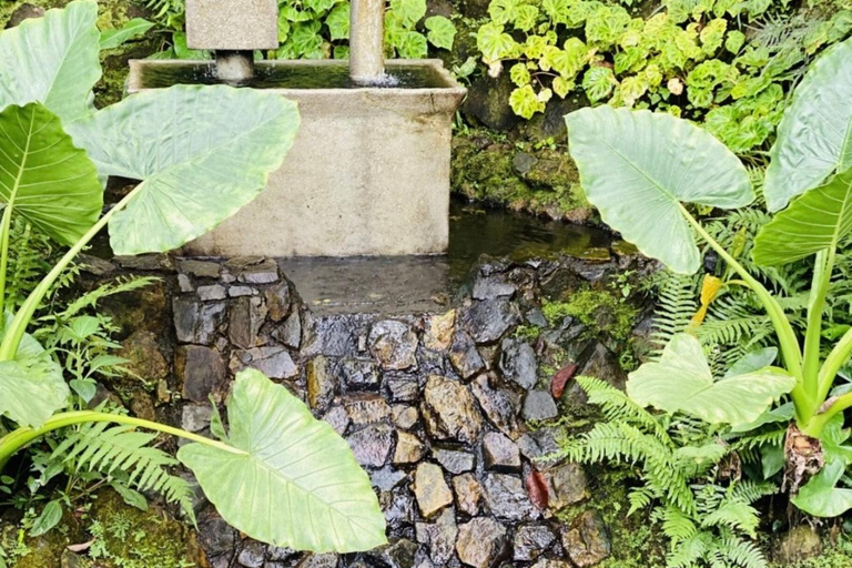 San José: Hacienda La Chimba Coffee Experience Tour