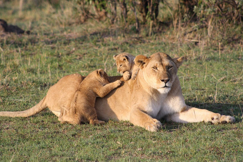 4 day safari in Masaai Mara and Lake Nakuru National Park