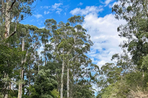 Vallée de la Yarra : Aventure autoguidée de descente de rivière en chambre à air