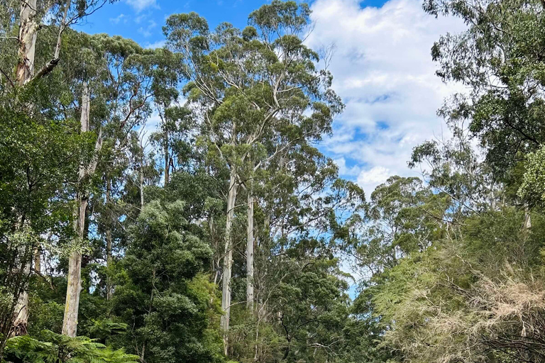 Yarra Valley: Självstyrt äventyr med flodtubing