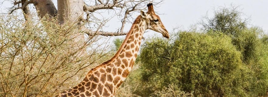 Depuis Dakar : excursion d'une journée au parc de Bandia et à la lagune de Somone