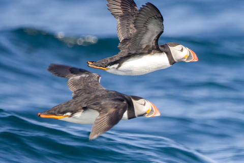Padstow: Guided RIB Sealife Safari
