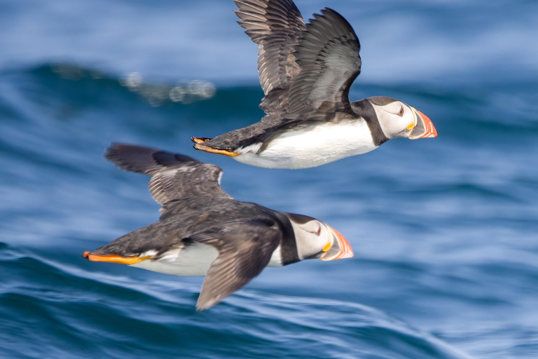 Padstow: Guided RIB Sealife Safari