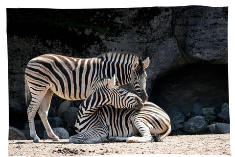 Cordoue : entrée au Centre de conservation Zoo CórdobaCordoue : Entrée au Centre de conservation du zoo de Cordoue