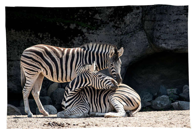 Cordoue : entrée au Centre de conservation Zoo CórdobaCordoue : Entrée au Centre de conservation du zoo de Cordoue