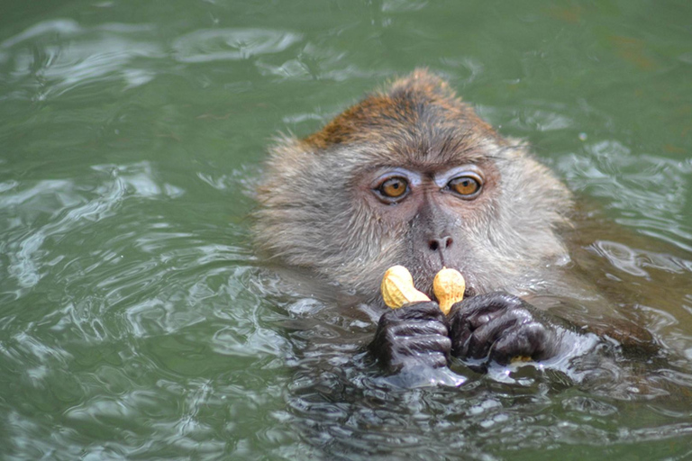 Signature Mangrove Discovery Boat Tour - 4 hours (Shared)