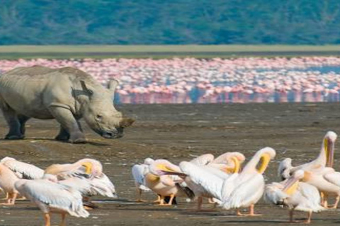 Kenya: 10-Day Private Safari with Accommodation